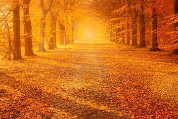 Eine neblige Herbststimmung an einem schönen Novembertag in den Wäldern bei Gieten in Drenthe. Die S