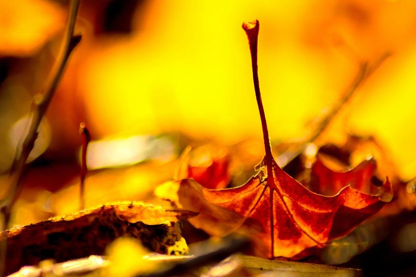 Leuchtendes Herbstlaub von Your Happy Life