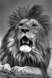 Zwart wit leeuw by Saskia Hoks