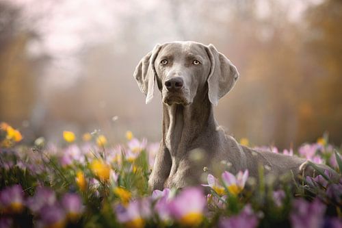 Weimaraner entre les fleurs