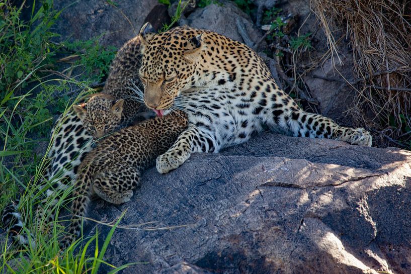 Leopard w. 2 Cubs by Peter Michel