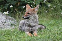 Sly Fox