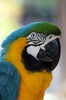 Papagei Portrait - Parrot Portrait
