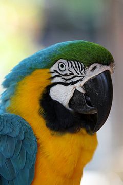 Papagei Portrait - Parrot Portrait van Christiane Schulze