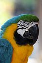 Papagei Portrait - Parrot Portrait van Christiane Schulze thumbnail