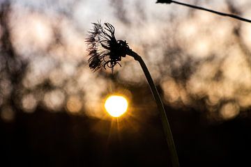 Zonsondergang door de Natuur van Ilona Water