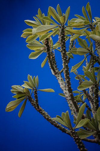 Stilleven van een stekelige plant tegen een diepblauwe wand