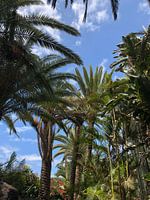 Unter dem Schatten der Palmen