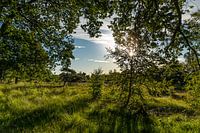 Kampina, Noord-Brabant, Netherlands