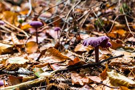 Champignon. sur Ron de Meulder