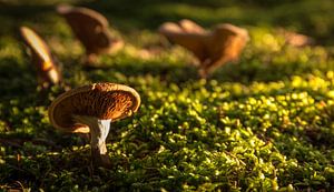 herfst paddenstoel  van Martijn van Steenbergen