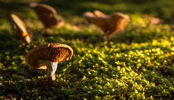 autumn mushroom  by Martijn van Steenbergen