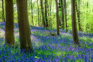 Frühlingsstimmung mit Holzhyazinthen und Blue Bells von Peschen Photography