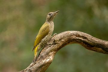 Green woodpecker on a branch by Tanja van Beuningen