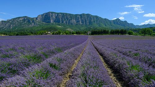 Lavendelveld in Drôme Provençale Frankrijk