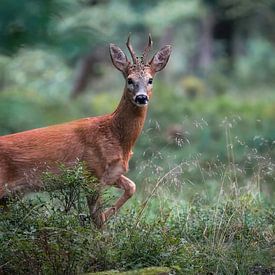 Ree op de Veluwe van Tom Zwerver