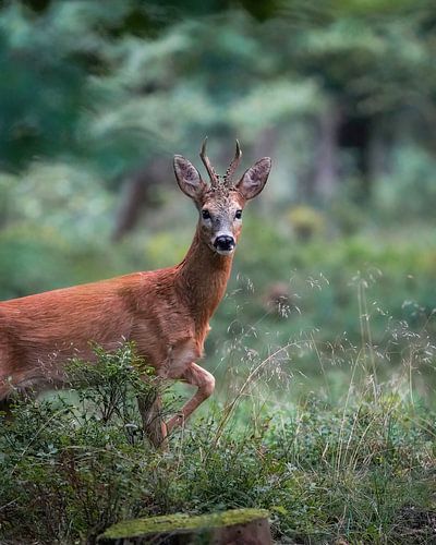 Ree auf der Veluwe