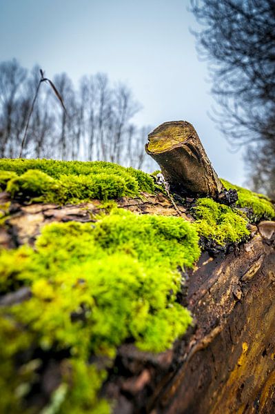 Mos op rottend hout van Arie Mastenbroek