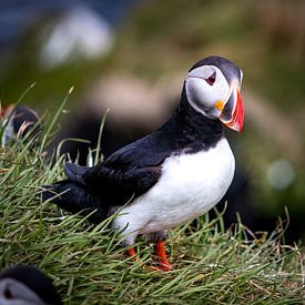 Puffins d'Islande 3 sur swc07