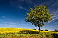 Tree on a canola field par Rico Ködder Aperçu