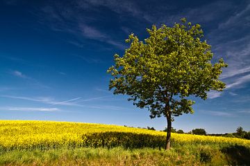 Ein Baum am Rapsfeld