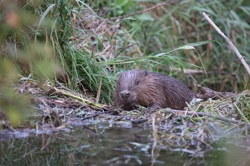 European beaver Swabian Alb Baden Wuerttemberg Germany von Frank Fichtmüller