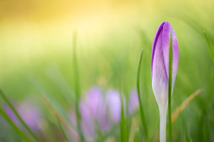 Spring Jitters by Steffie van der Putten