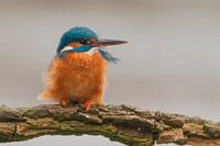 IJsvogel in de wind...