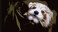 Brown Panda