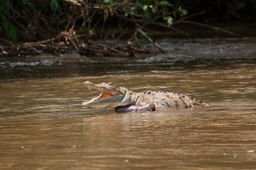 Krokodil in de rivier in Costa Rica. van Mirjam Welleweerd