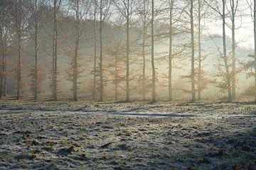 Winter, bomen met tegenlicht en sneeuw II van Klaas Dozeman