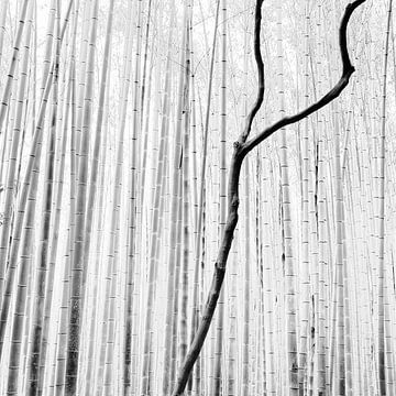 Forêt de bambous d'Arashiyama, Kyoto sur Stefano Orazzini