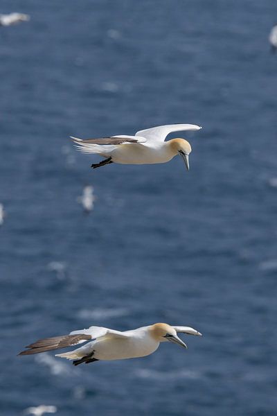 Jan van Gent in flight by Menno Schaefer
