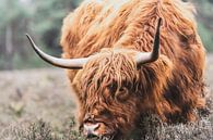 Portret van een Schotse Hooglander koe in de natuur van Sjoerd van der Wal Fotografie thumbnail