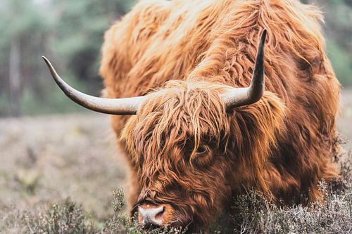 Portret van een Schotse Hooglander koe in de natuur