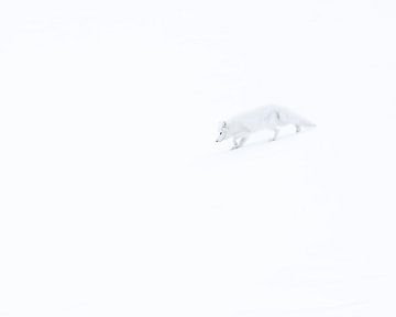 Poolvos in de sneeuw van Gladys Klip