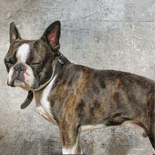 Boston terrier