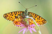 Small pearl-bordered fritillary.