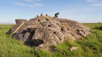 Mannetjes leeuwen op de rotsen in Tanzania Afrika van Robin Jongerden thumbnail