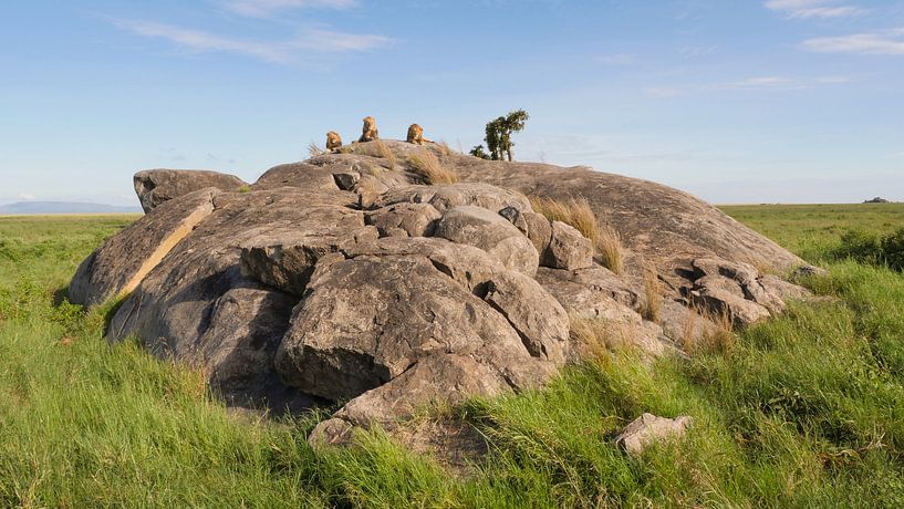 Mannetjes leeuwen op de rotsen in Tanzania Afrika van Robin Jongerden