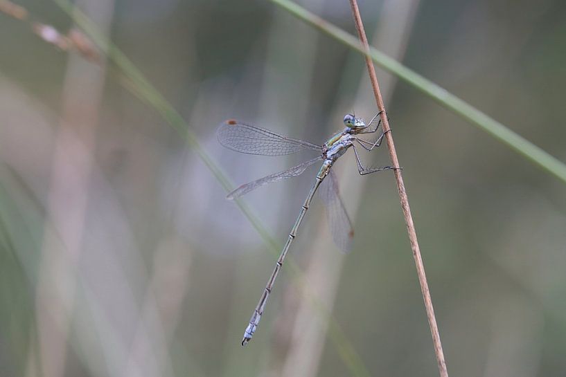 Libelle im Gras von WildWonders
