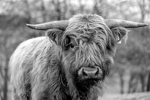 Young bull of the scottish highland cattle in black and white
