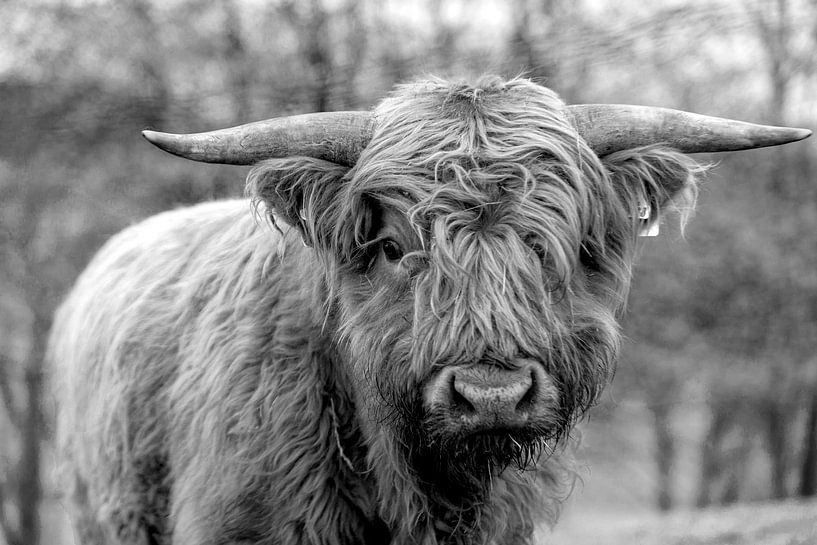Jungbulle des schottischen Hochlandrindes in schwarz-weiss von Harald Schottner