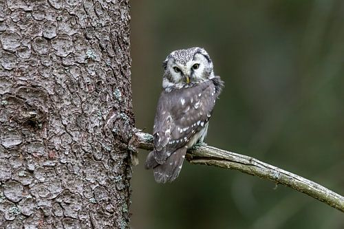 Tengmalm's Owl in a Tree