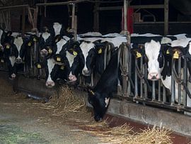 Koeien in de stal by P van Beek