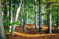 Studie van huis in het bos