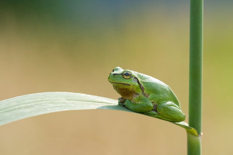 Boomkikker op rietstengel in het groen van Jeroen Stel