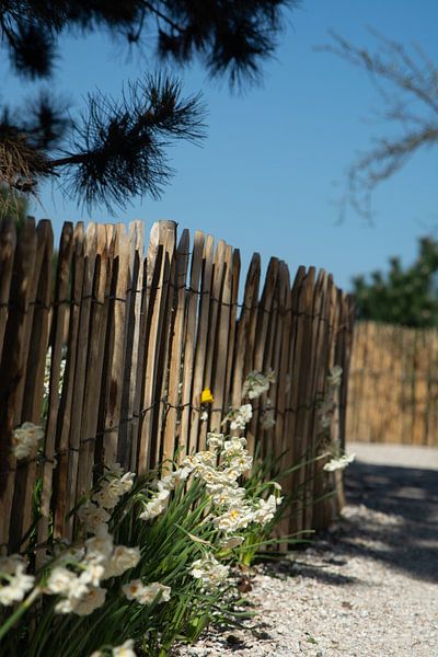 shell path by Henriette Tischler van Sleen