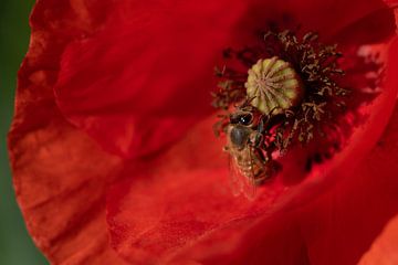 Honingbij op een rode klaproos van Ulrike Leone