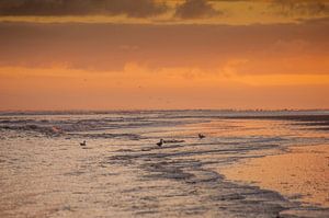 Sonnenaufgang Strand Schiermonnikoog